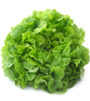 Eichblattsalat
