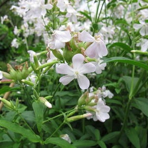 Saponine