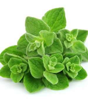 Oregano