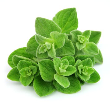 Oregano