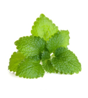 Melisse gesund
