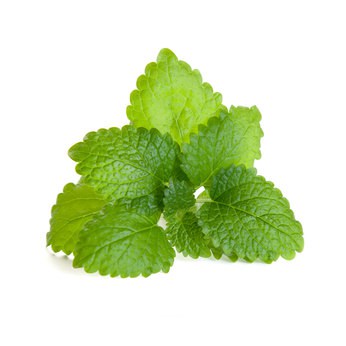 Melisse gesund