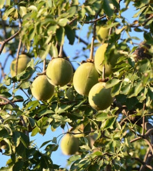 Baobab