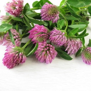Phytoöstrogene