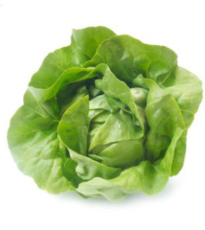 Kopfsalat