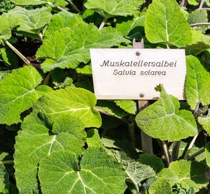 Muskatellersalbei