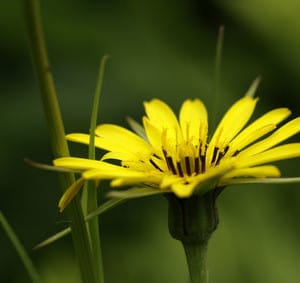 Wiesen-Bocksbart
