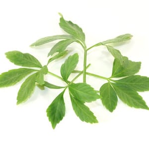 Jiaogulan Superfood