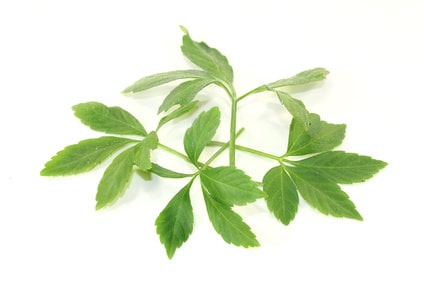 Jiaogulan Superfood