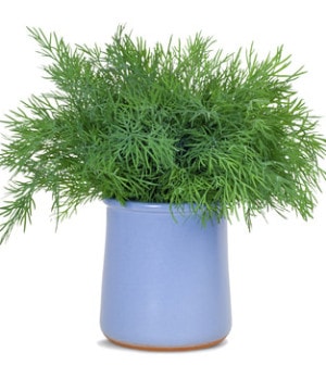 Dill