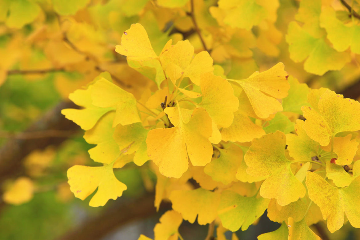 Ginkgo und Flavonoide