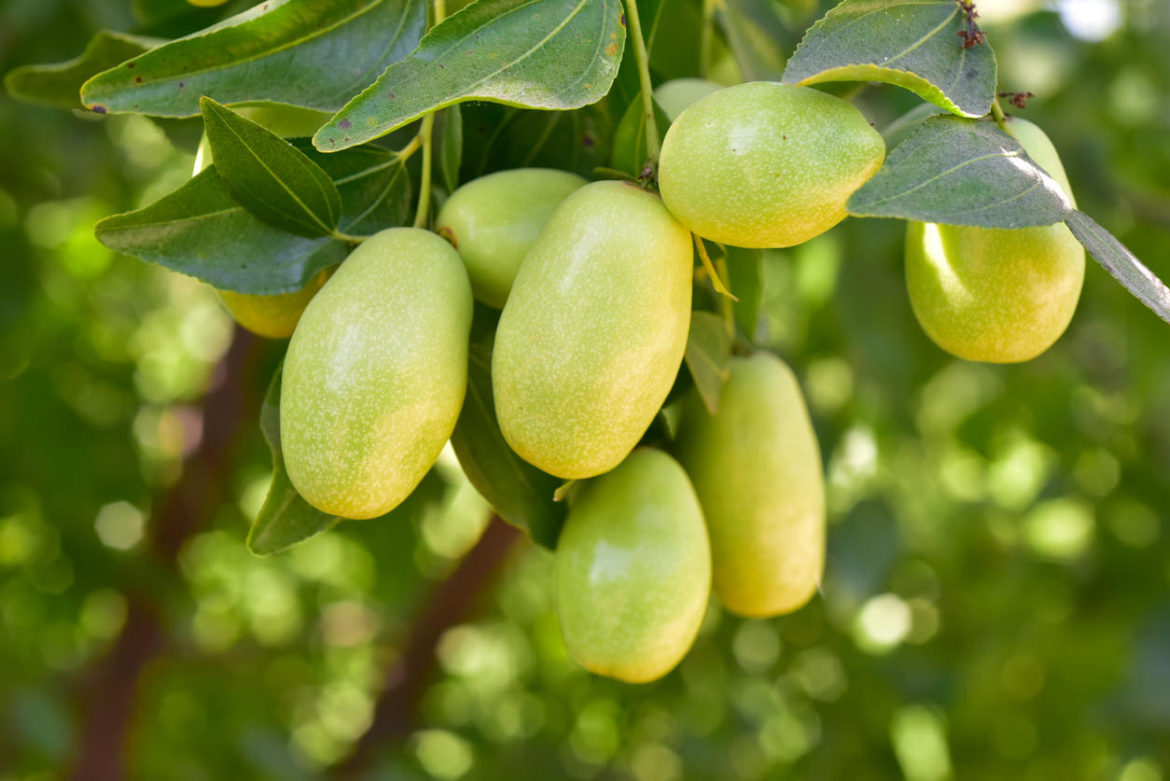 Jojoba Früchte