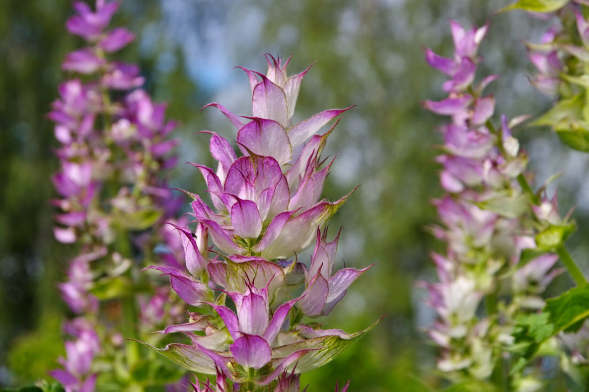 Muskatellersalbei