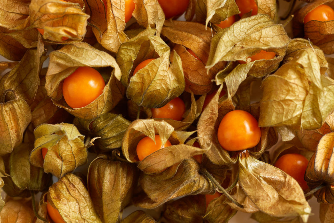 Physalis