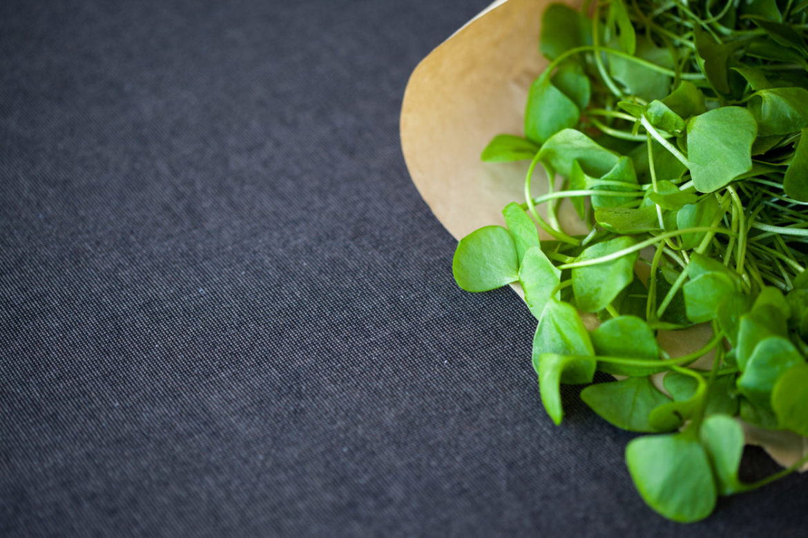 Postelein Tellerkraut