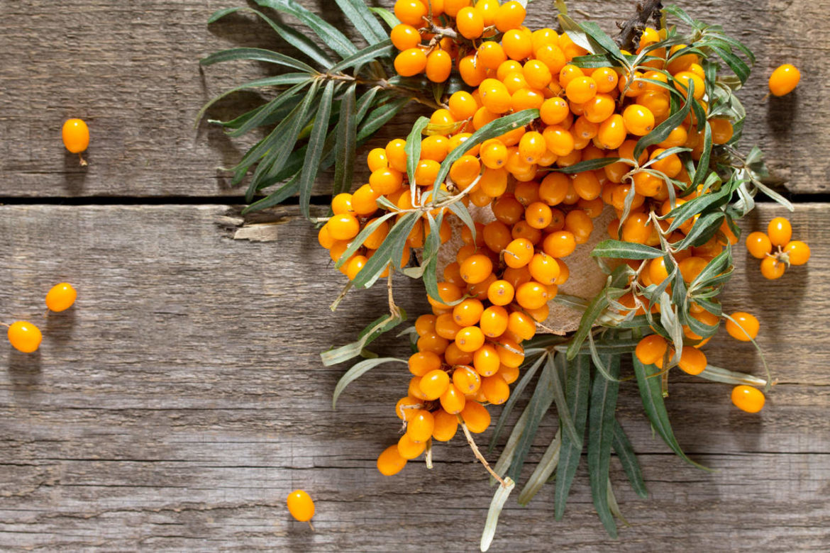 gesunder Sanddorn