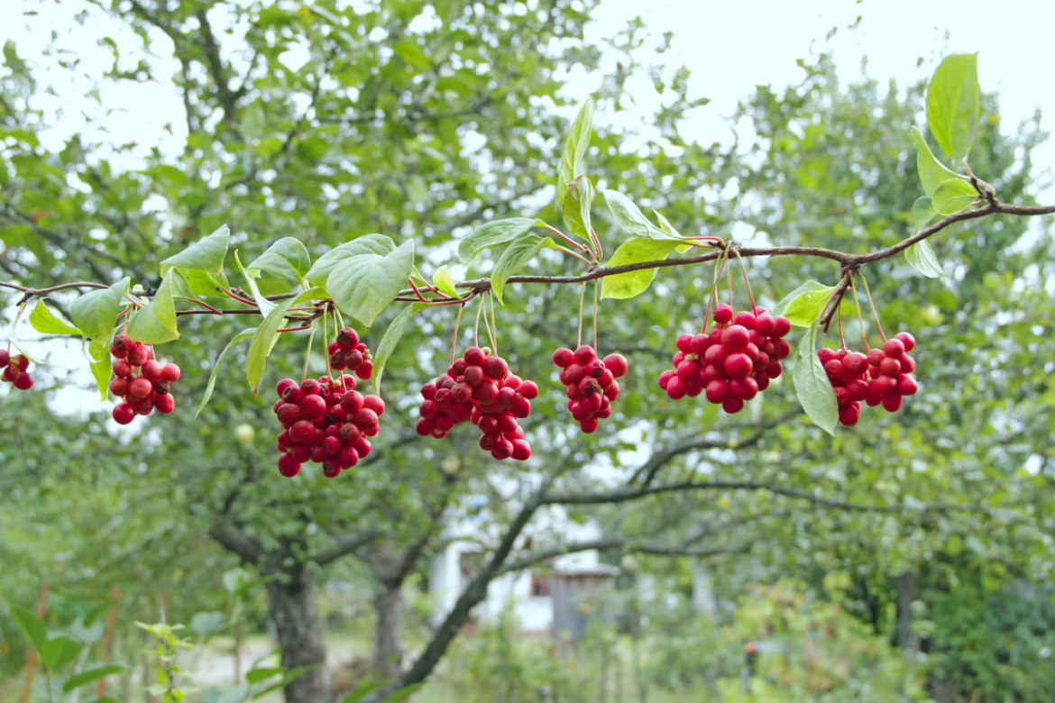 Schisandra Beeren