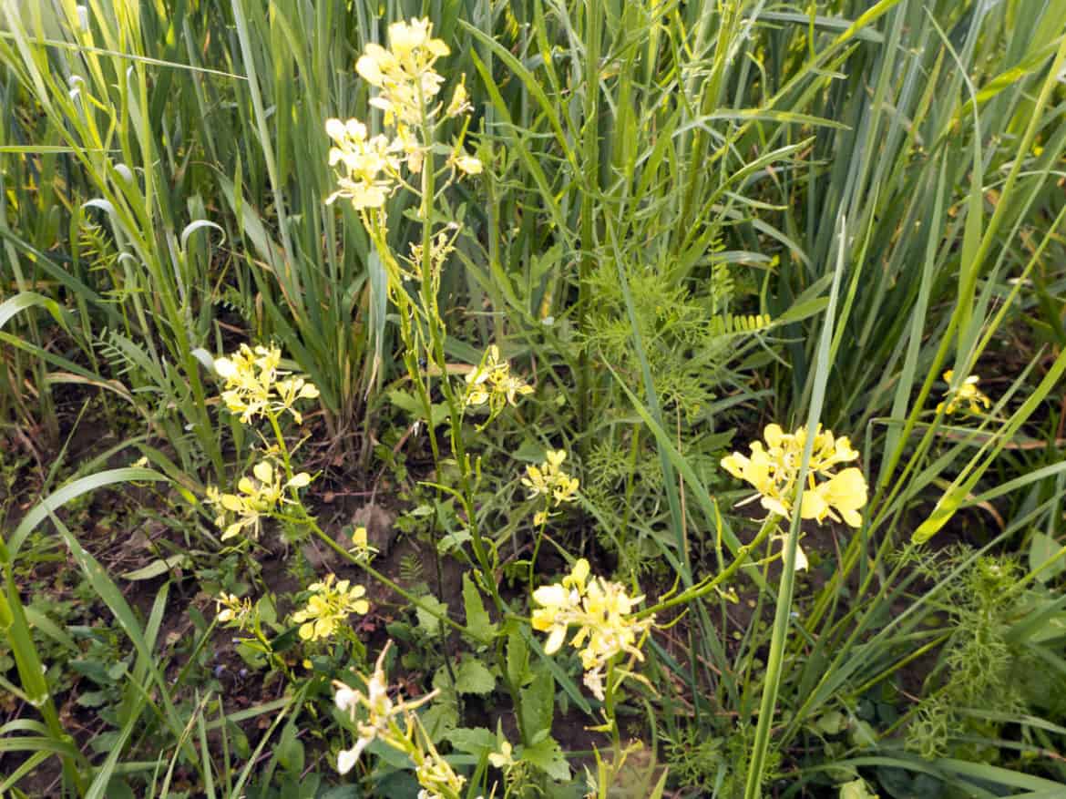 Acker-Senf als Superfood