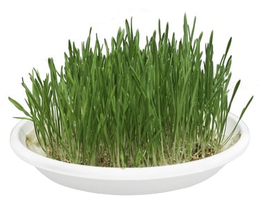 Dinkelgras