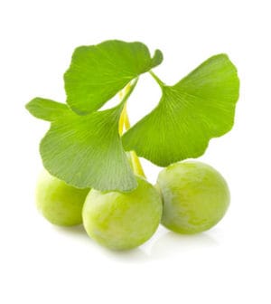 Ginkgo