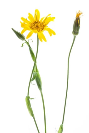 Wiesen-Bocksbart